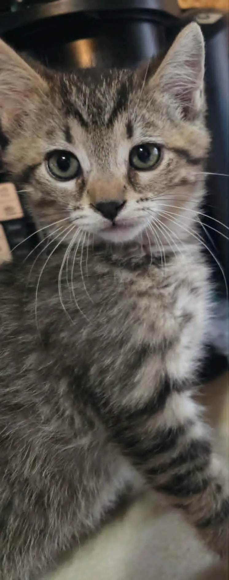 A baby medium-sized male Tabby (Brown / Chocolate) Domestic Short Hair cat named Breeze for adoption in Georgetown, OH