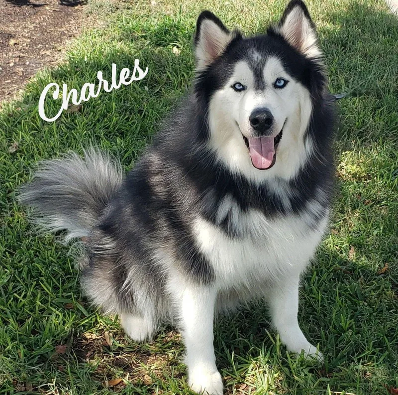 Charles huskyposterdog