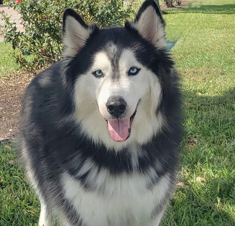 Charles huskyposterdog thumbnail 2