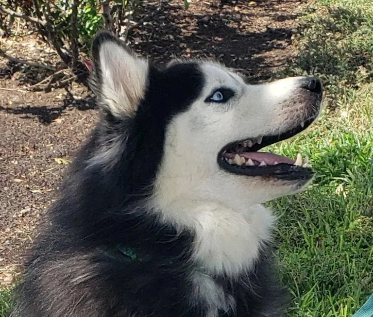 Charles huskyposterdog thumbnail 3