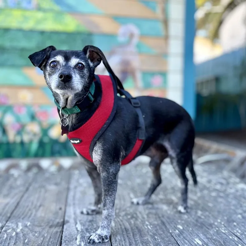A senior small-sized male Chihuahua dog named Zephyr for adoption in Pacific Grove, CA
