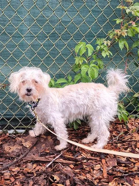 A young small-sized female Shih Tzu dog named Mimi for adoption in Leesburg, VA