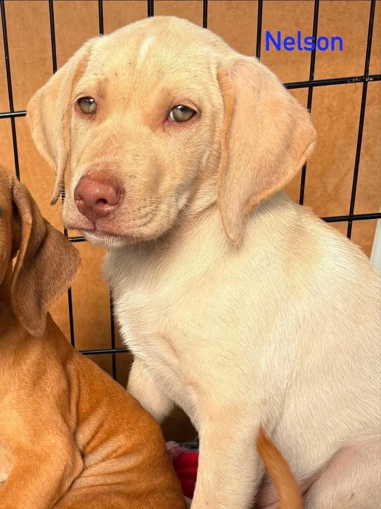 A baby medium-sized male Mixed Breed dog named Nelson for adoption in Dorr, MI
