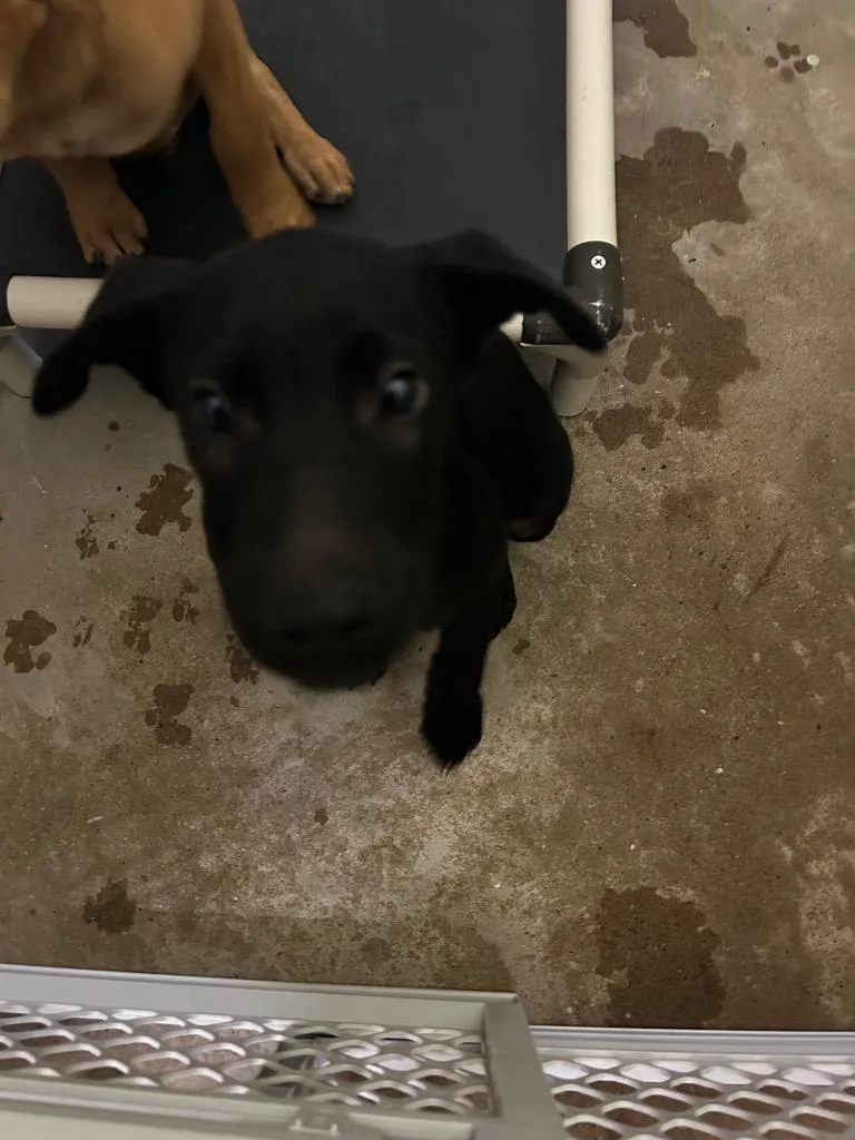 A baby medium-sized male Mixed Breed dog named Toco for adoption in Morgantown, KY