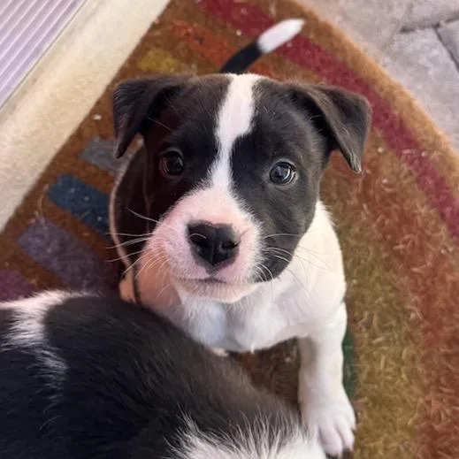 A baby small-sized male Black Australian Shepherd dog named Cow for adoption in Las Vegas, NV