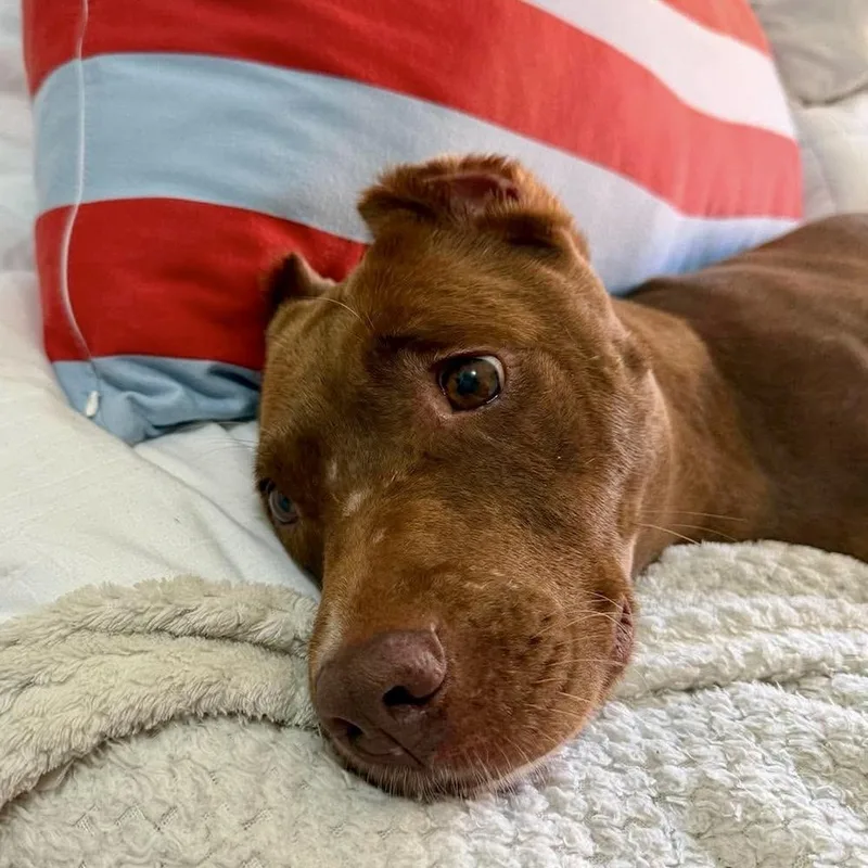 An adult medium-sized female American Staffordshire Terrier dog named Mochachino for adoption in Long Island City, NY