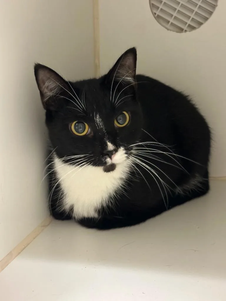 A young medium-sized female Domestic Short Hair cat named LiLi for adoption in Johnson City, TN