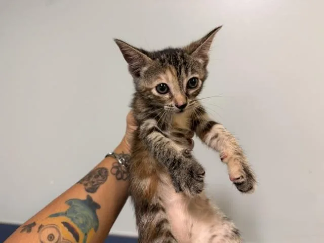 A baby small-sized female Domestic Short Hair cat named Light for adoption in Miami, FL