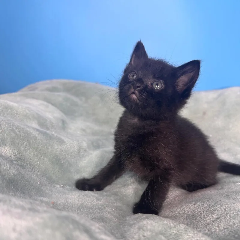 A baby small-sized male Black Domestic Short Hair cat named Bambam for adoption in San Antonio, TX