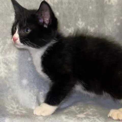 A baby small-sized male Black Domestic Short Hair cat named Leon C for adoption in Princeton, MN