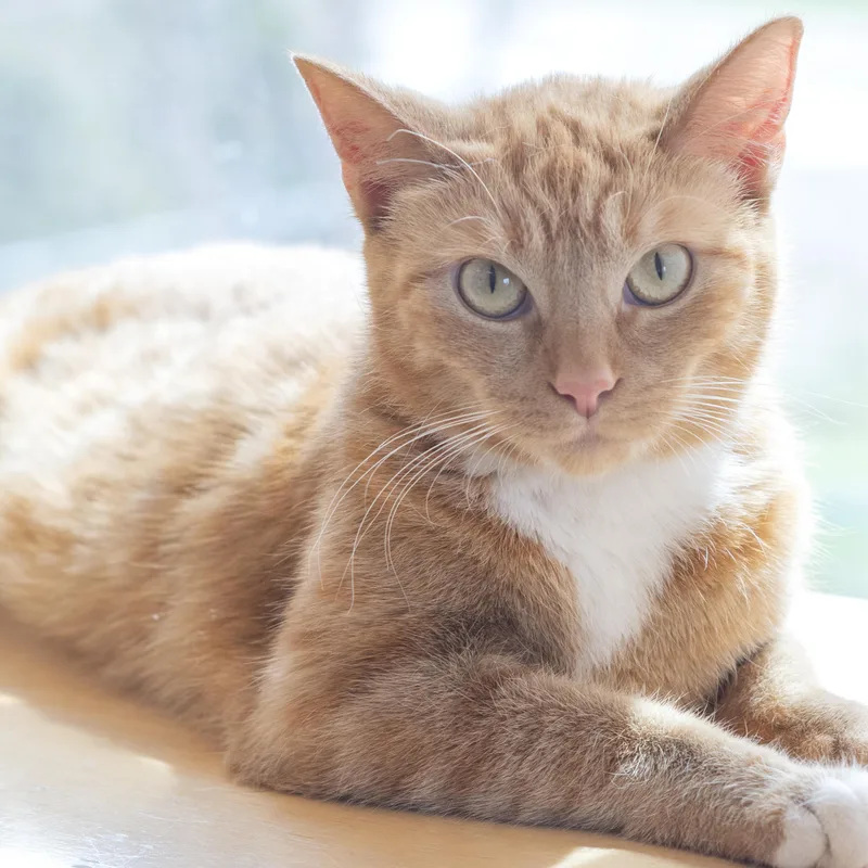 An adult medium-sized female Orange / Red Domestic Short Hair cat named Alexa for adoption in Pontiac, MI