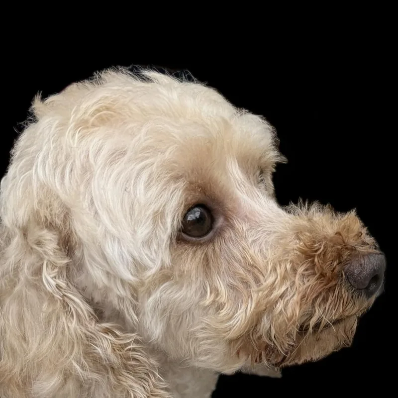 Pippi