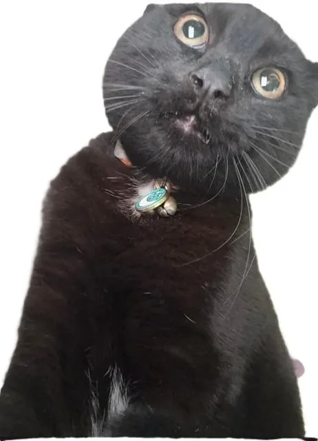 A young medium-sized male Domestic Short Hair cat named Shadow for adoption in Downey, CA