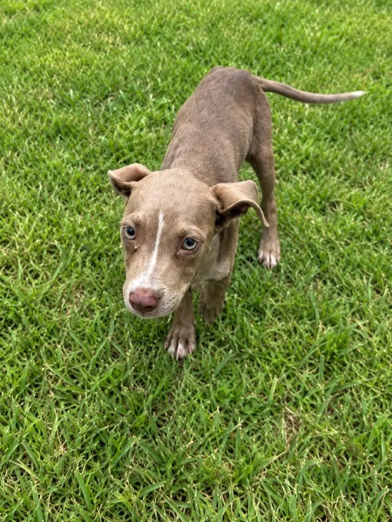 A baby medium-sized female Terrier dog named Cinnabunn for adoption in Wauchula, FL