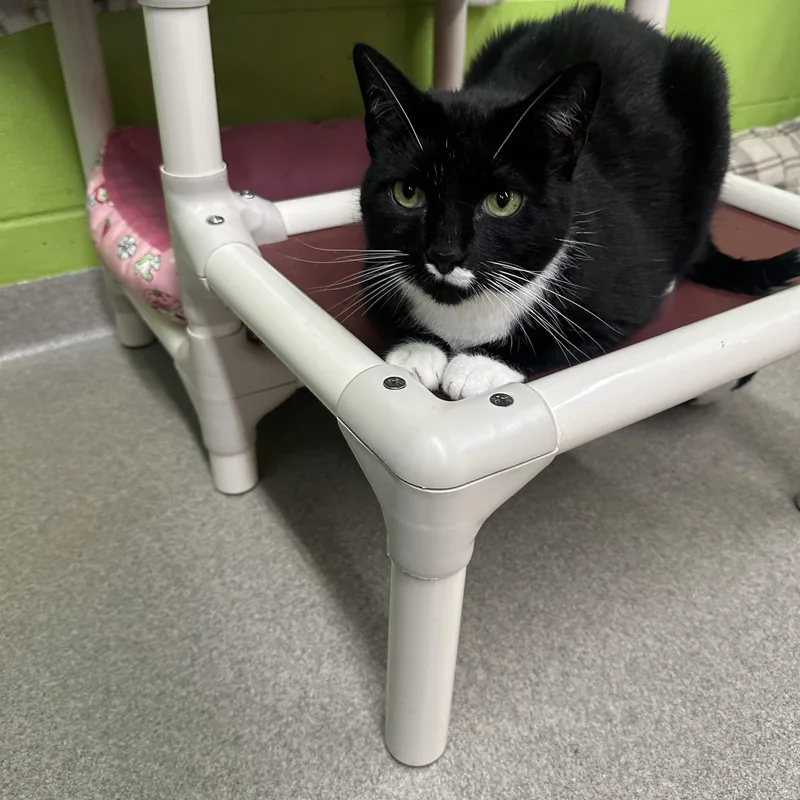 An adult large-sized female Black & White / Tuxedo Domestic Short Hair cat named Catbird for adoption in Edison, NJ