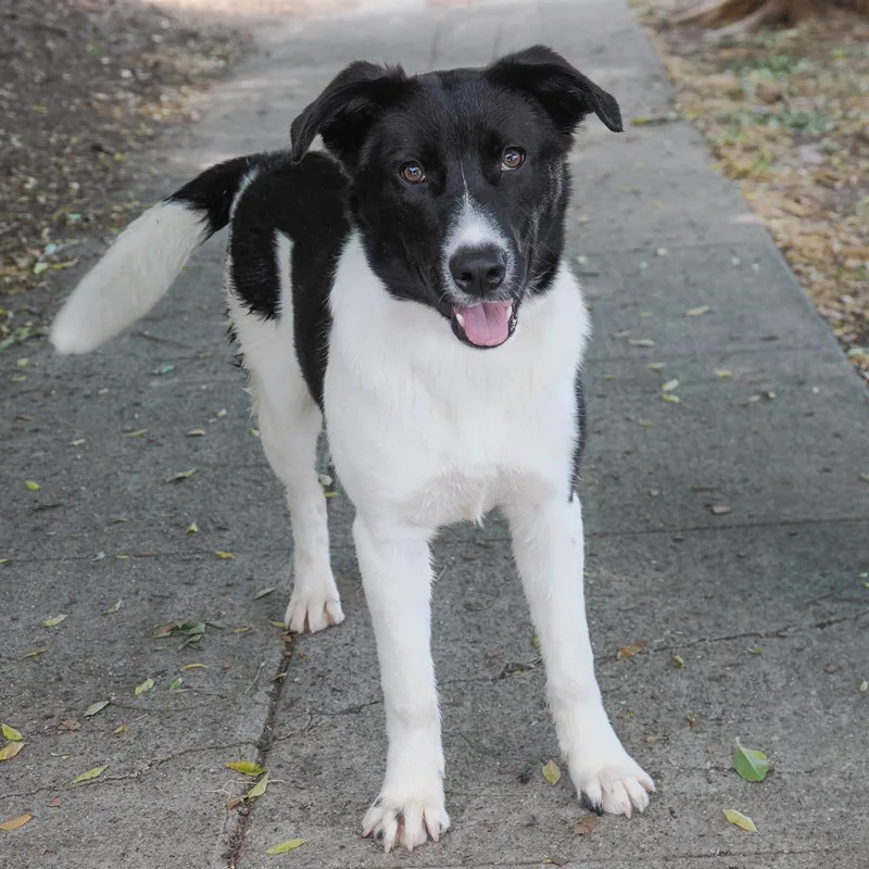 A young medium-sized male White / Cream Border Collie dog named Brody for adoption in Point Richmond, CA