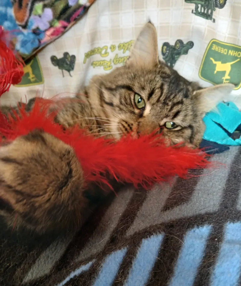 An adult medium-sized male Brown / Chocolate Domestic Medium Hair cat named Lennie for adoption in Germansville, PA