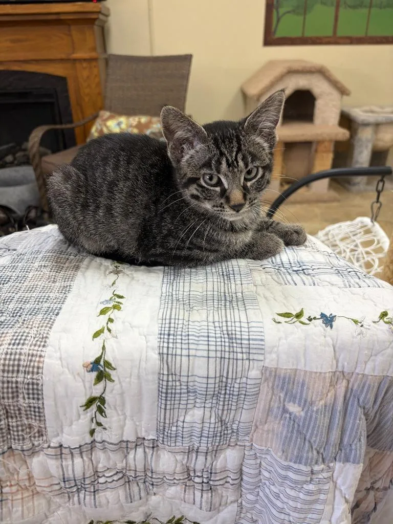 A baby small-sized female Domestic Short Hair cat named Janet for adoption in Neillsville, WI