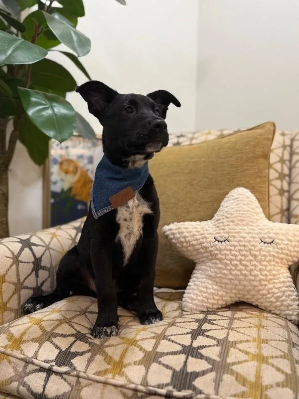 A baby medium-sized male Black Labrador Retriever dog named Heirloom Tomato for adoption in Friendswood, TX