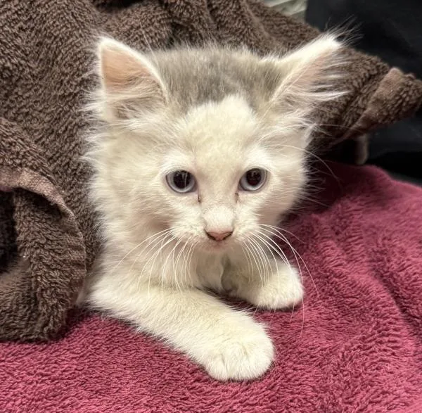 A baby small-sized female Domestic Short Hair cat named Louise for adoption in El Cajon, CA