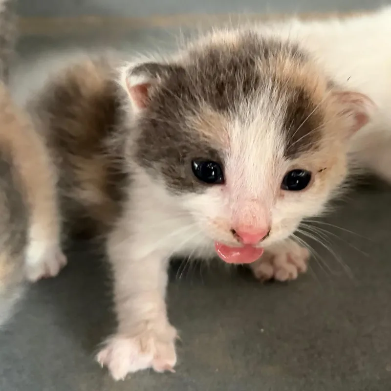 A baby small-sized female Domestic Short Hair cat named Tiki Cat for adoption in Edinburg, TX