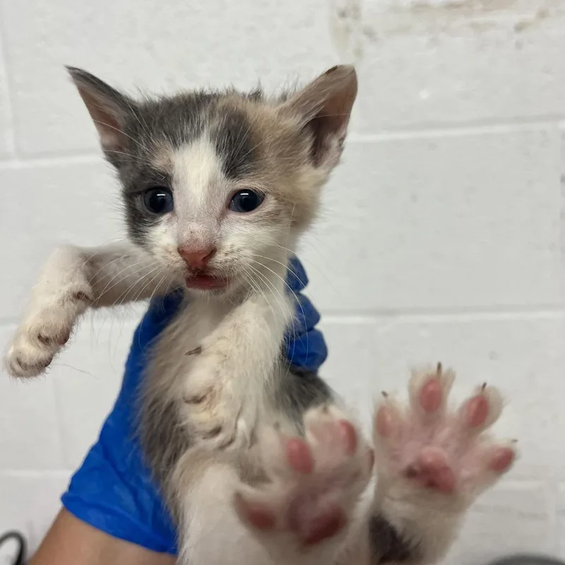 Tiki Cat thumbnail 2