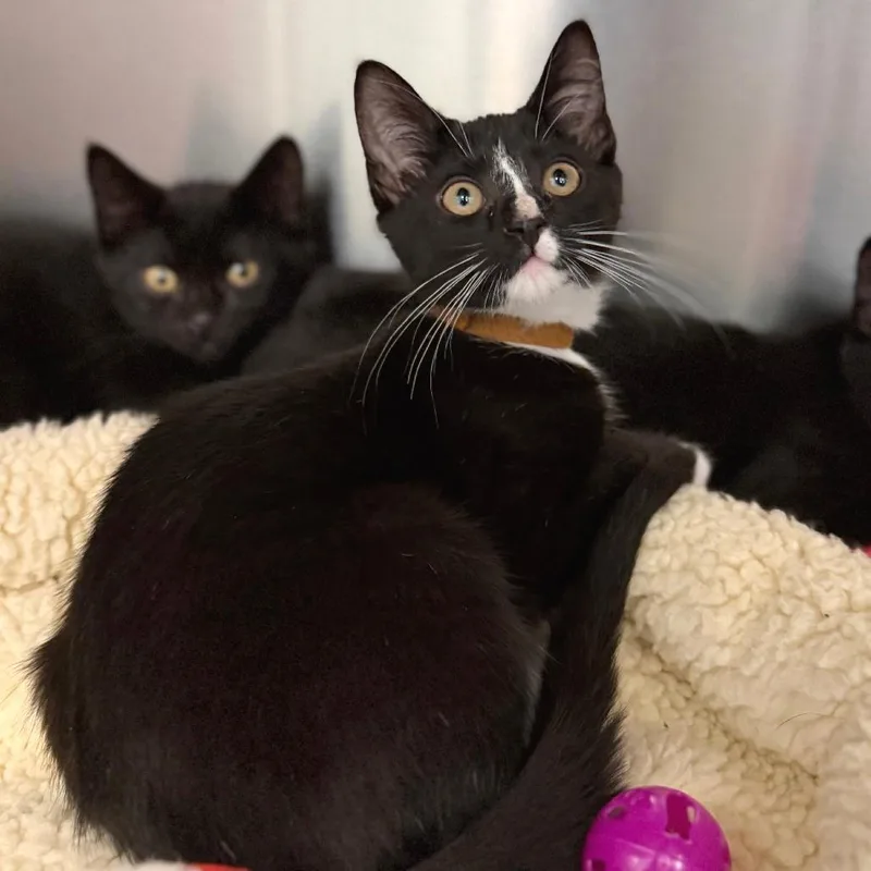 A baby small-sized male Black Domestic Short Hair cat named Dutch for adoption in Marshall, VA