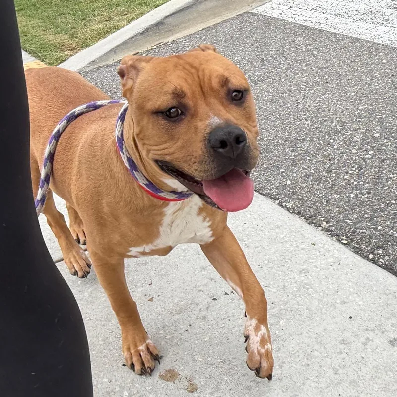 An adult medium-sized female Yellow / Tan / Blond / Fawn Terrier dog named Casey for adoption in Tampa, FL