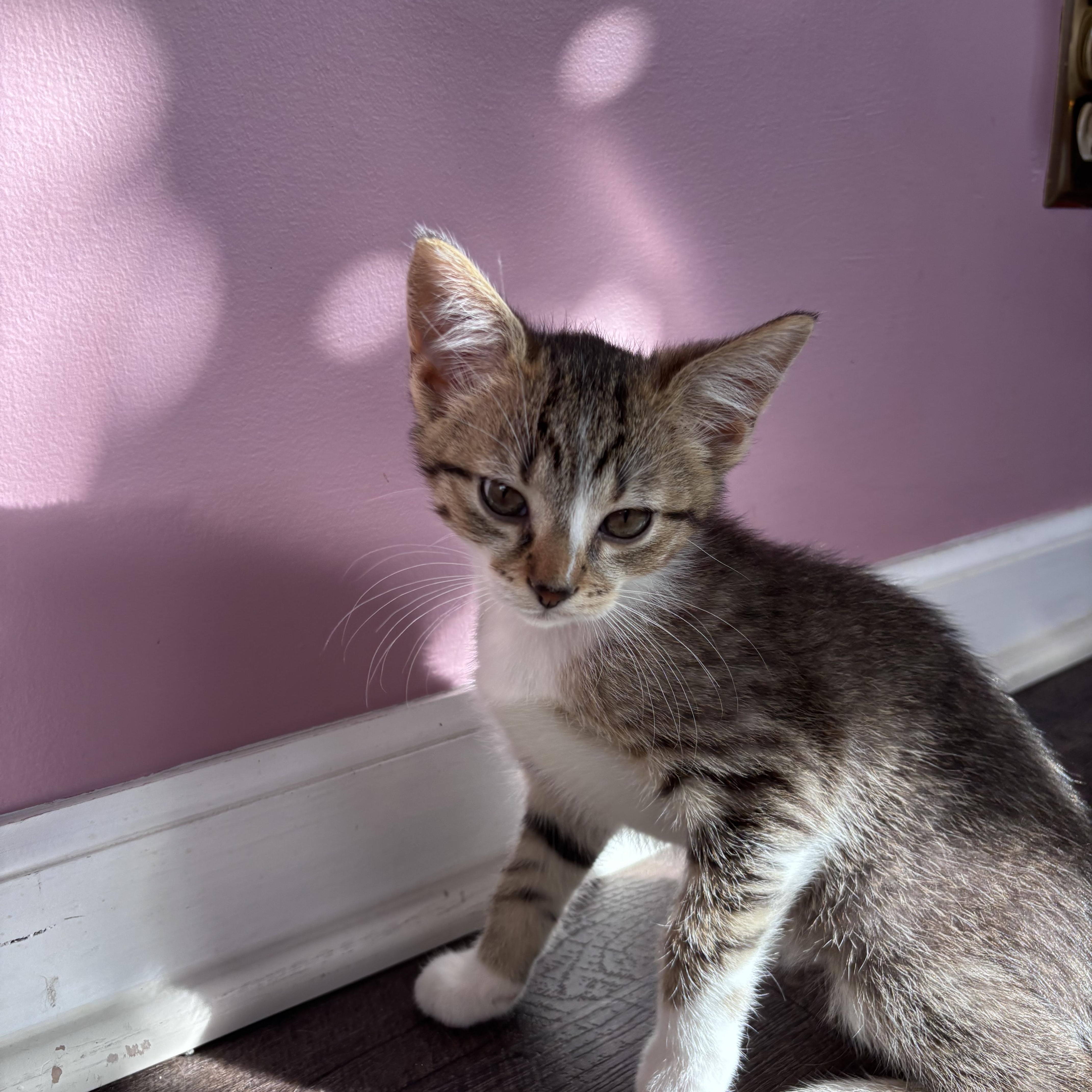 A young medium-sized male Domestic Short Hair cat named Walker for adoption in Franklin, IN