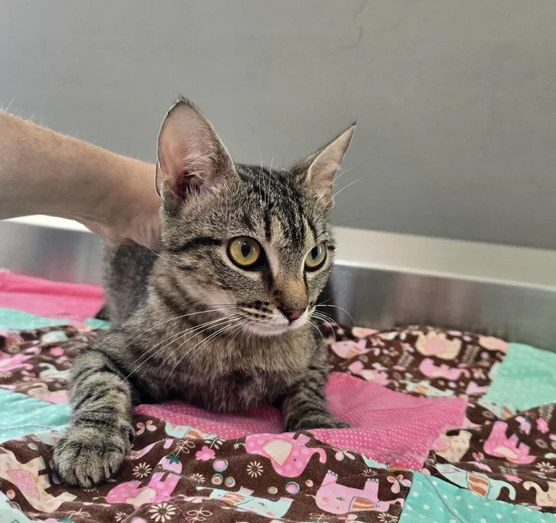 An adult large-sized female Domestic Short Hair cat named Rain for adoption in Dickson, TN