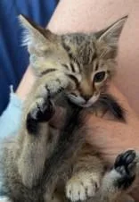 A young small-sized male Tabby (Brown / Chocolate) Domestic Short Hair cat named Comet for adoption in Santa Cruz, CA