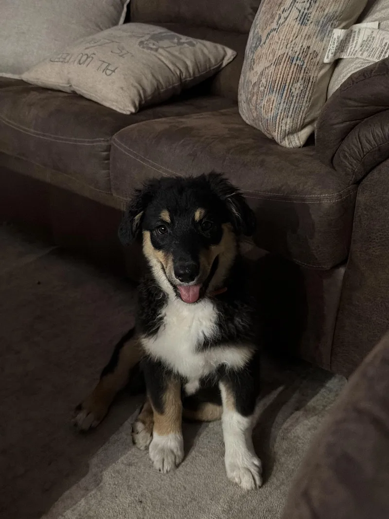 A baby medium-sized male Tricolor (Brown, Black, & White) Australian Shepherd dog named Freddy for adoption in Whitestown, IN