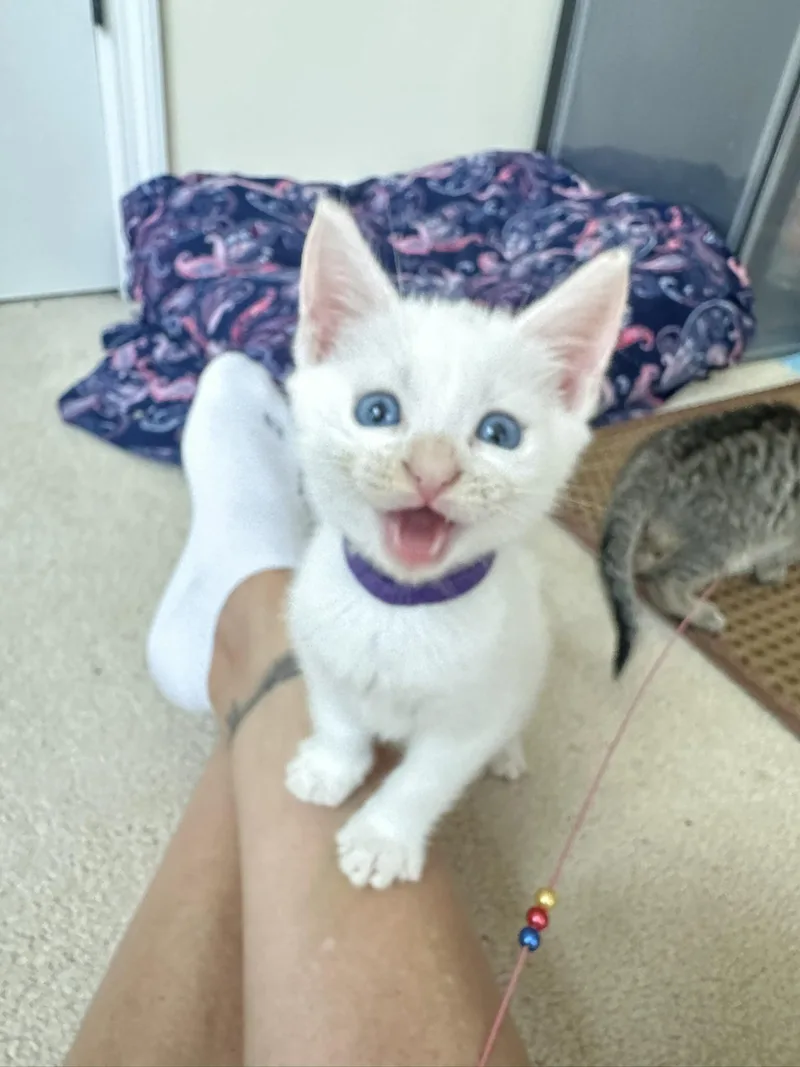 A baby medium-sized male White Domestic Short Hair cat named Bon Bon for adoption in Lemoyne, PA