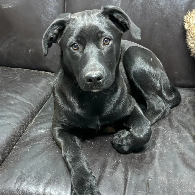 Xena Aka Rachel thumbnail 3