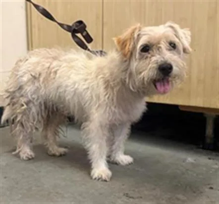 An adult small-sized female Schnauzer dog named Kendra for adoption in Camarillo, CA