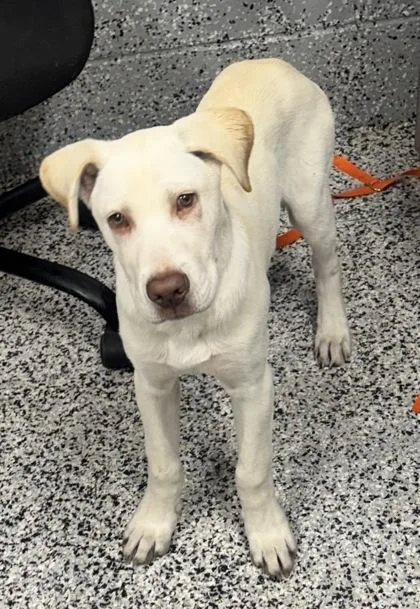 A baby small-sized male Labrador Retriever dog named Teddy for adoption in West Chester, PA