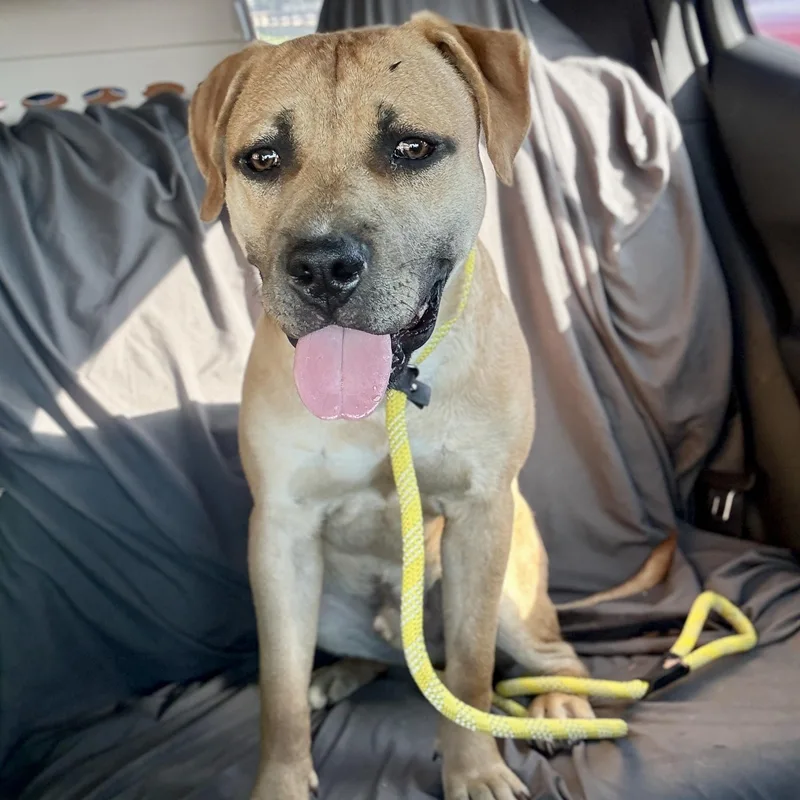 A young medium-sized male Golden Mixed Breed dog named Tommy Lee for adoption in Detroit, MI