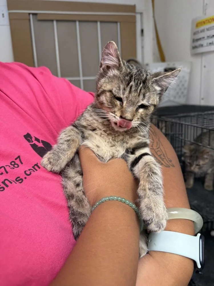 A young small-sized male Domestic Short Hair cat named Kasen for adoption in Ontario, CA