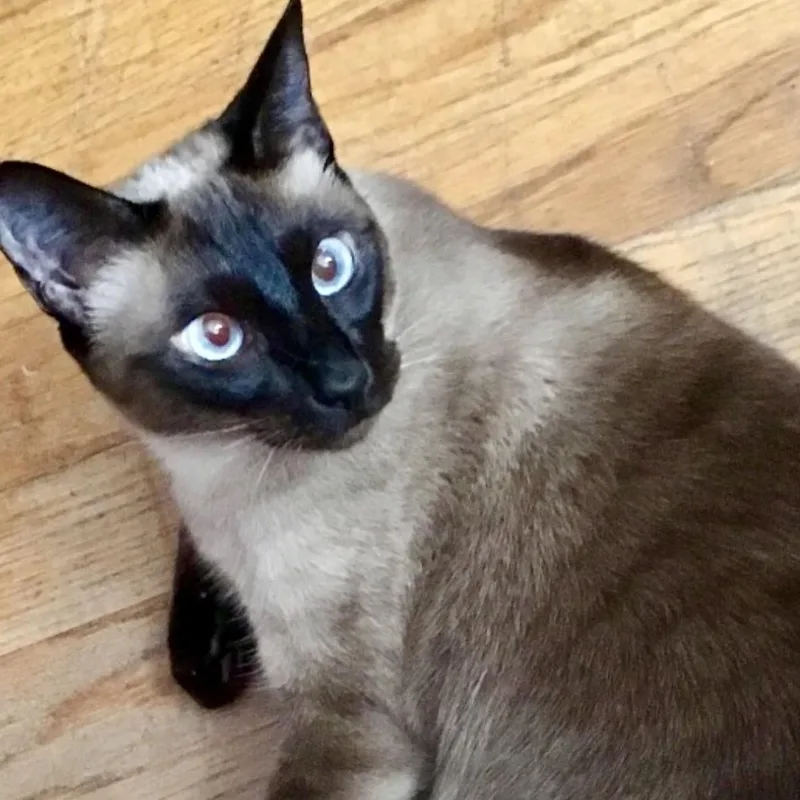 Amanda