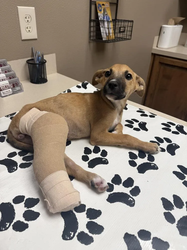 A baby medium-sized female Black Mouth Cur dog named Clover for adoption in Silsbee, TX