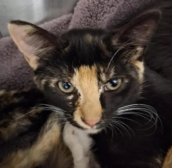 A baby small-sized female Domestic Short Hair cat named Penne for adoption in Vancouver, WA