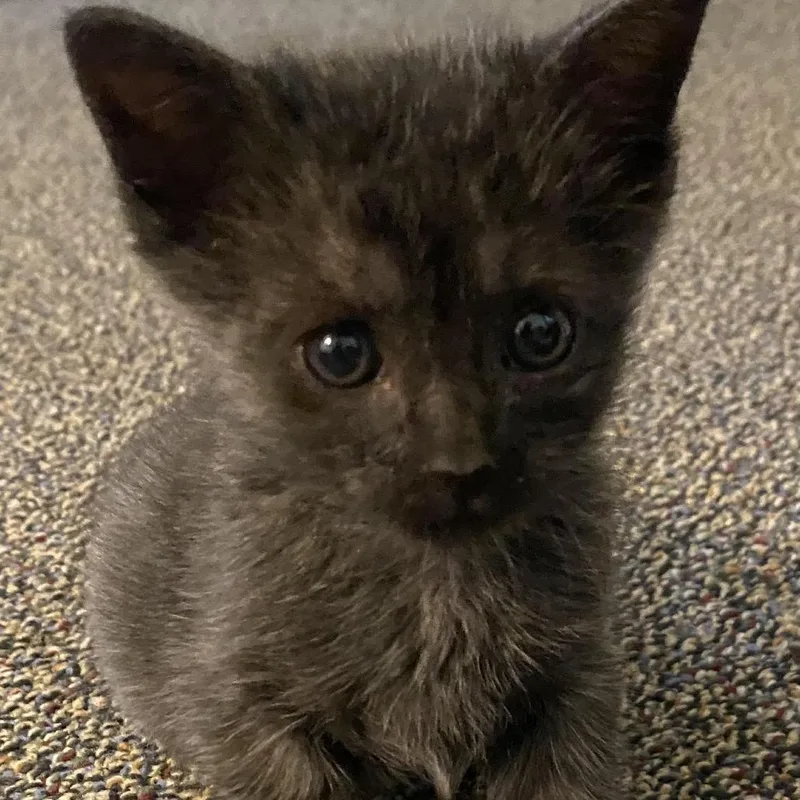 A baby small-sized female Black Domestic Short Hair cat named Oddman Rush for adoption in Austin, TX