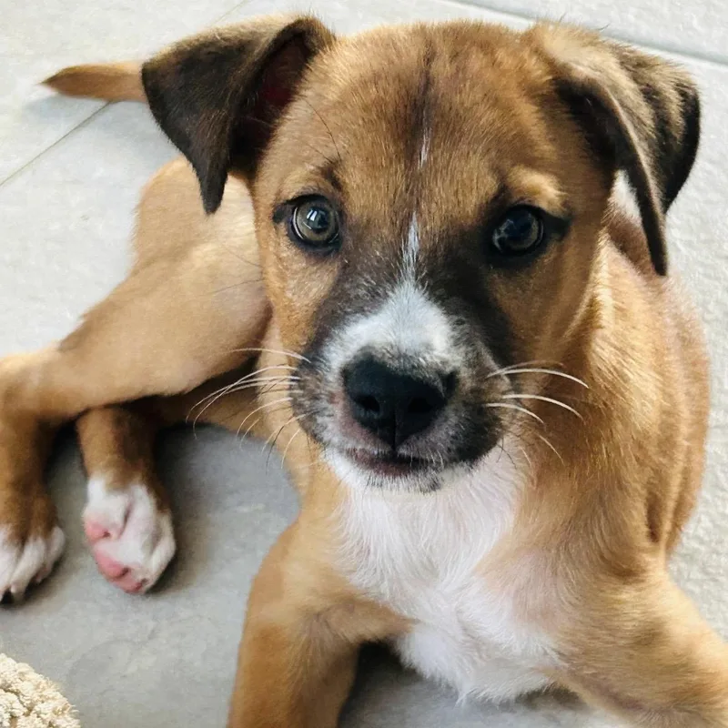 A baby medium-sized female Yellow / Tan / Blond / Fawn Mixed Breed dog named Nutella for adoption in Pelham, NH