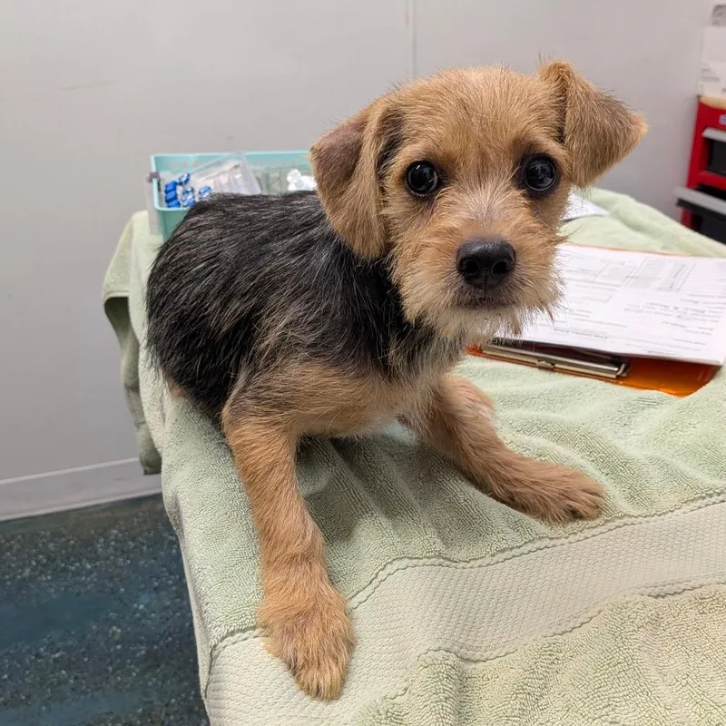 A baby small-sized female Black Norfolk Terrier dog named Darla for adoption in Chico, CA