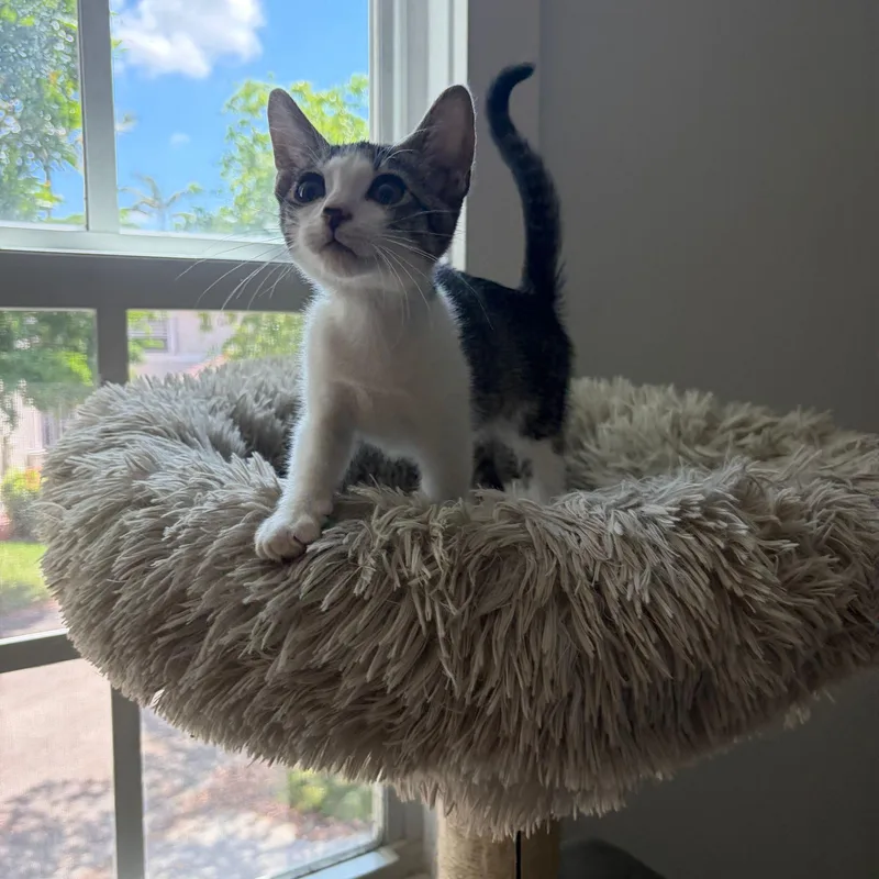 A baby medium-sized female White Domestic Short Hair cat named Chloe for adoption in Lauderhill, FL