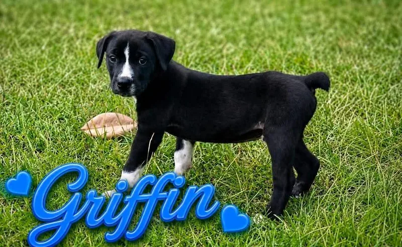 Griffin