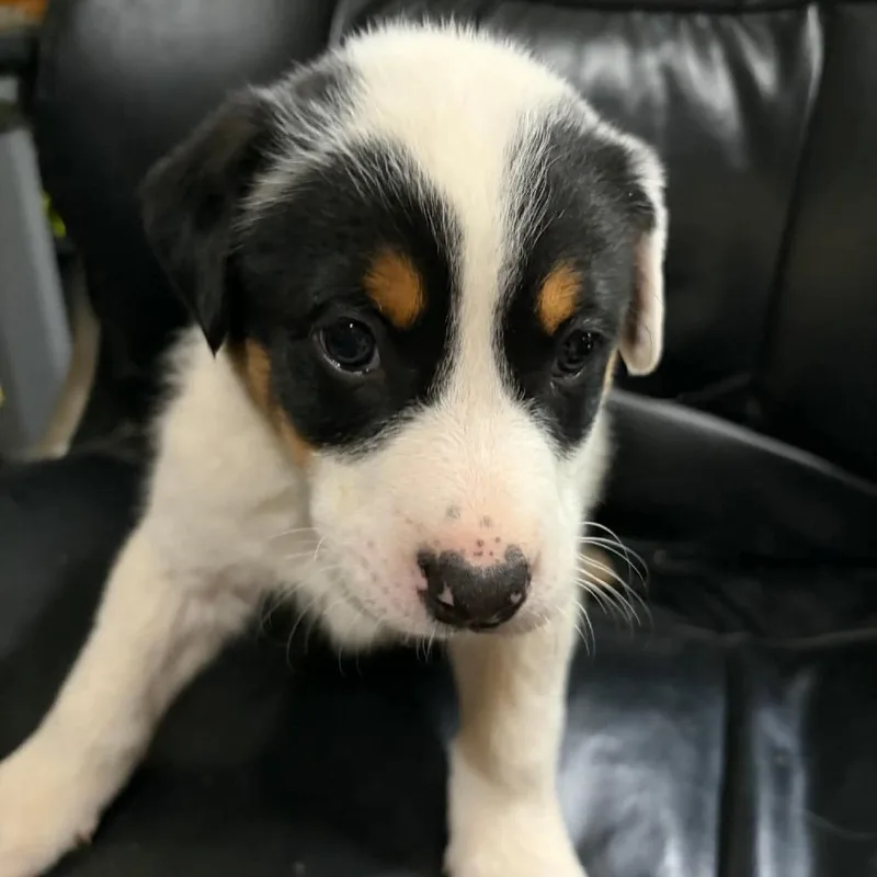 A baby small-sized female White / Cream Australian Cattle Dog / Blue Heeler dog named Thyme for adoption in Fredericksburg, VA