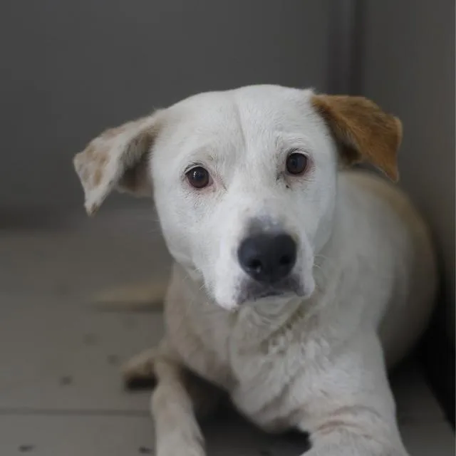 A young medium-sized female Labrador Retriever dog named Beth for adoption in San Antonio, TX