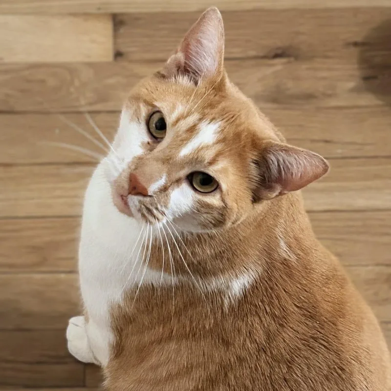 An adult extra large-sized male Domestic Short Hair cat named Mylo for adoption in New York, NY