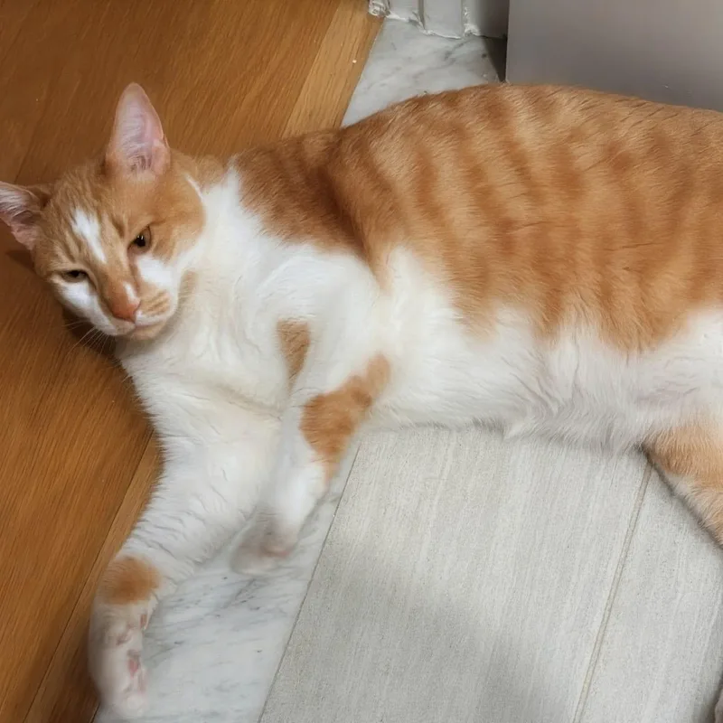 Mylo thumbnail 2